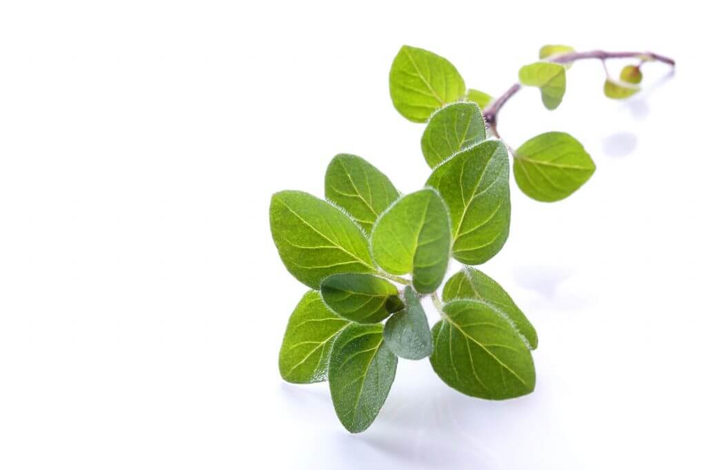 Oregano gegen Candida
