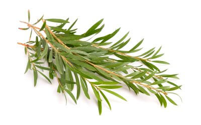 Teebaum Öl gegen Körperakne