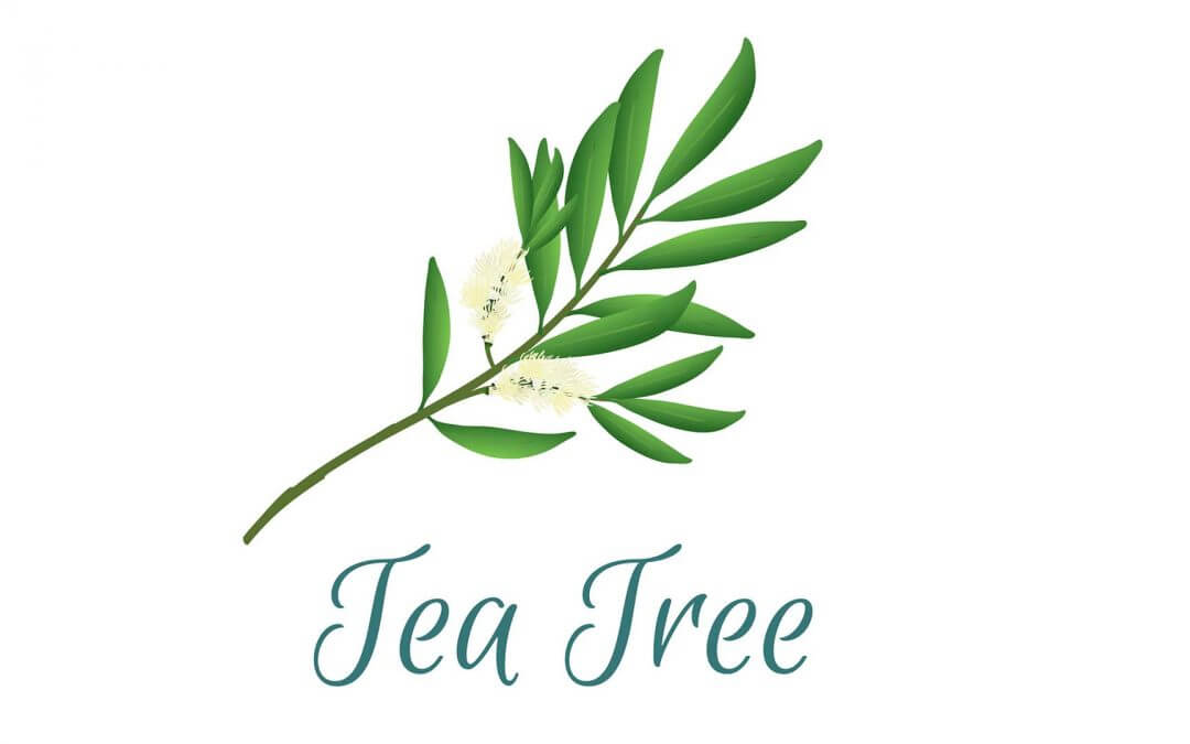 Teebaumöl gegen Sonnenbrand Rezepte