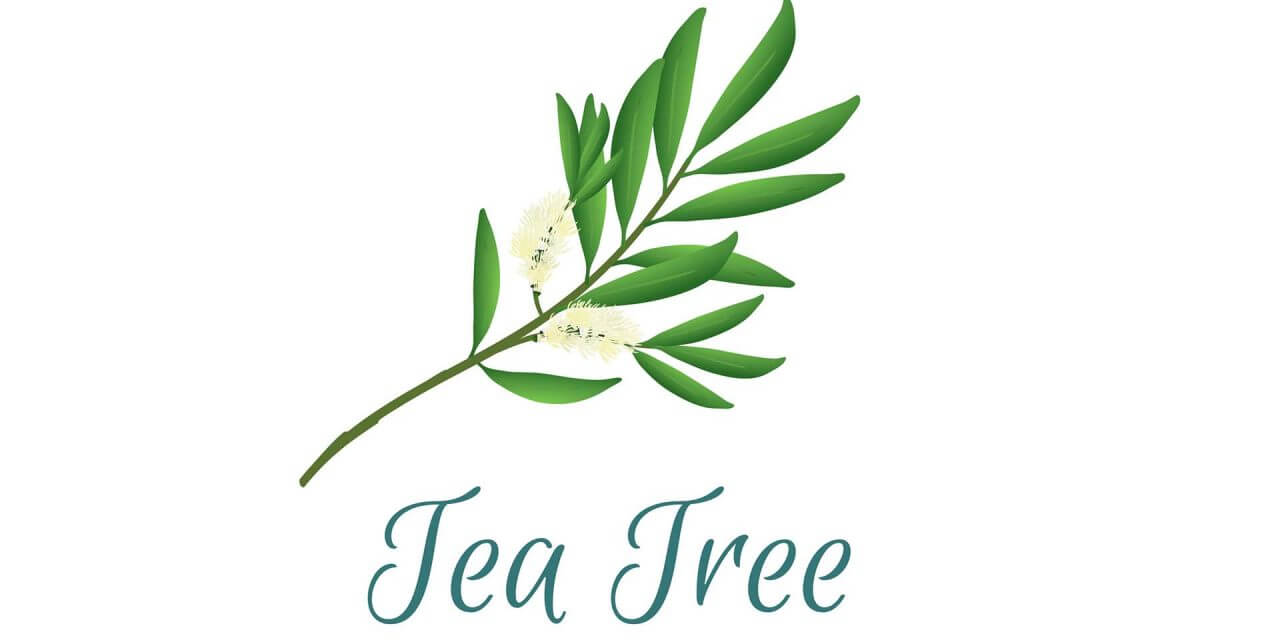 Teebaumöl für Zehennagel-Pilze