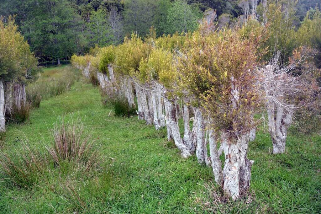 Teebaum Plantage