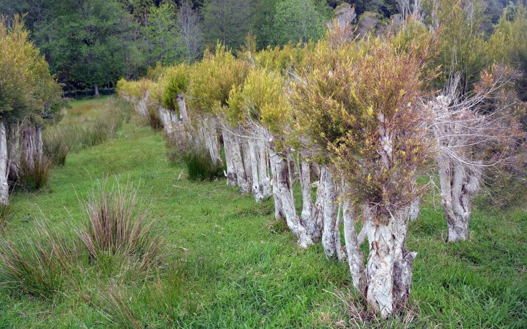 Teebaumöl aus Australien