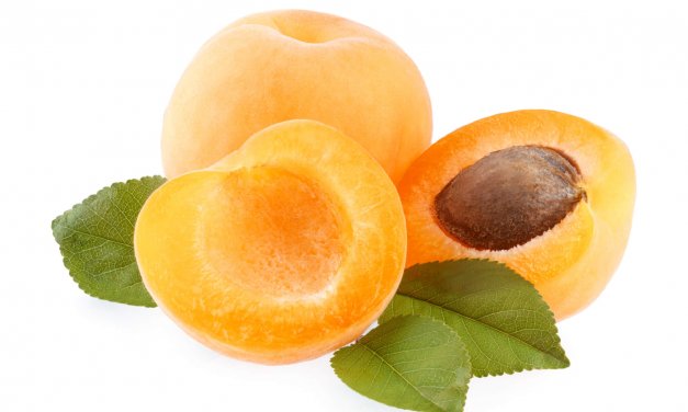 Aprikosenfruchtsamen
