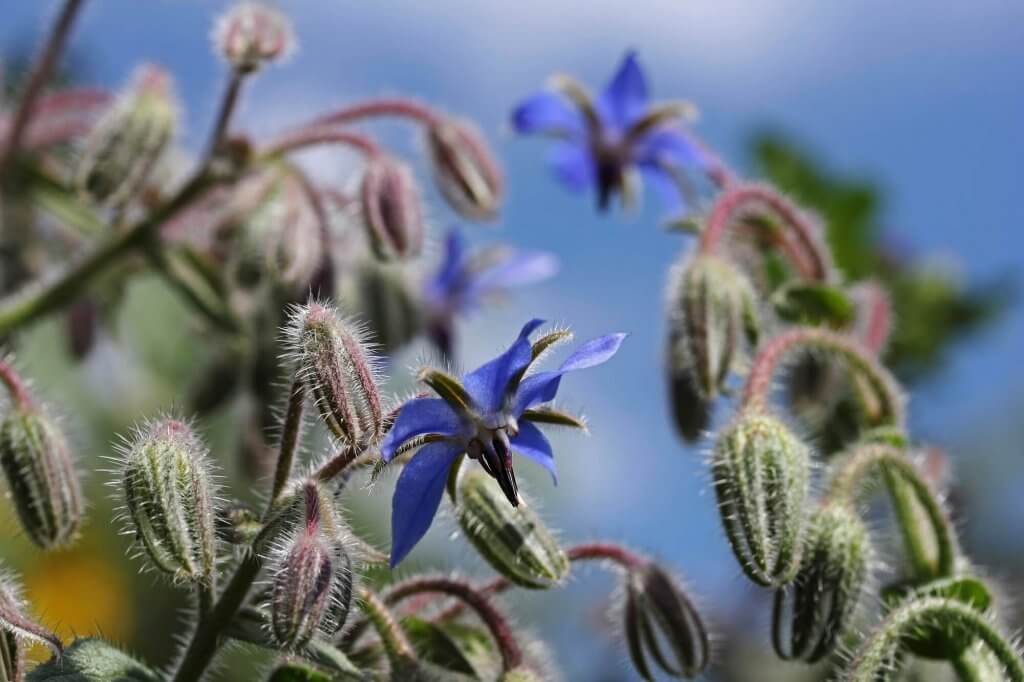 Borretsch Pflanze mit Blüten