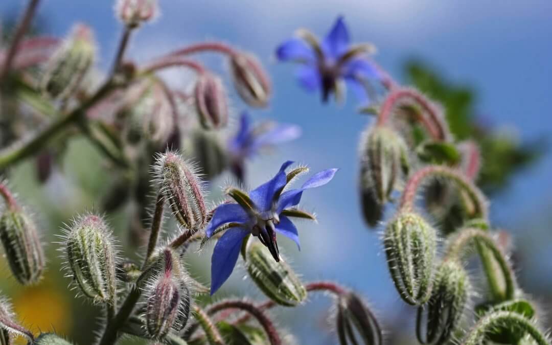 Borretschöl – ein natürliches Ekzemmittel