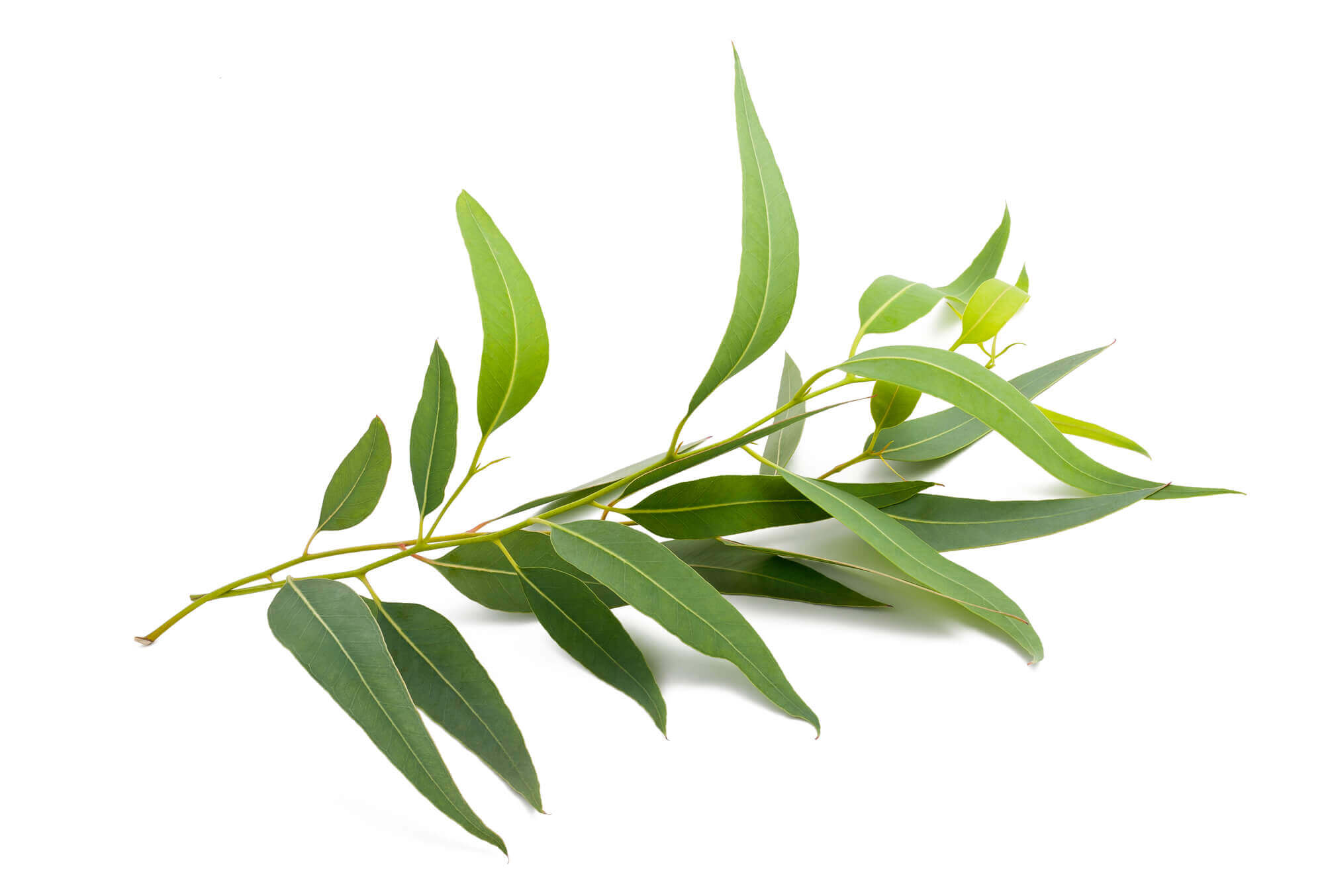 Eukalyptusöl Blätter