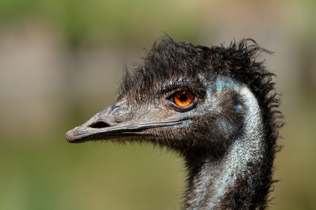Kopf eines Emu