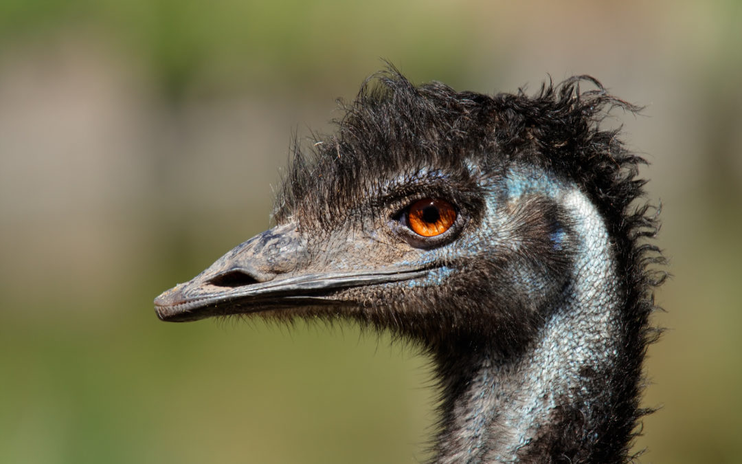 Emu Öl – der letzte Schrei in der Hautpflege