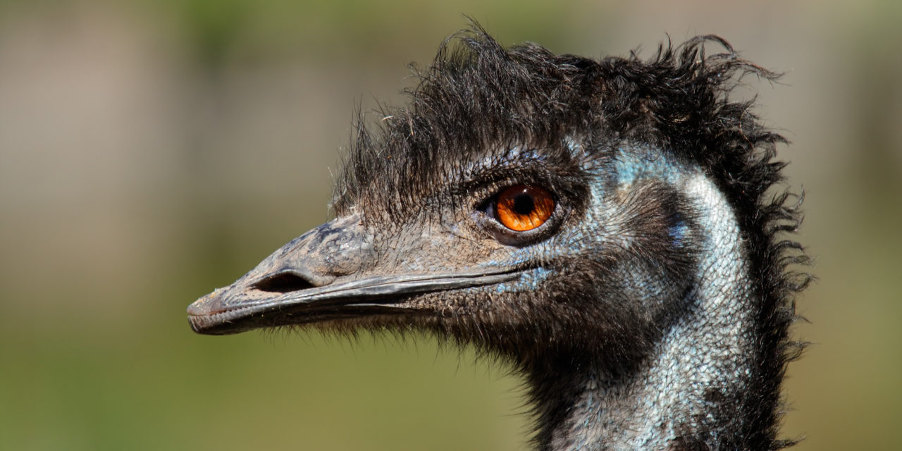 Emu Öl – der letzte Schrei in der Hautpflege