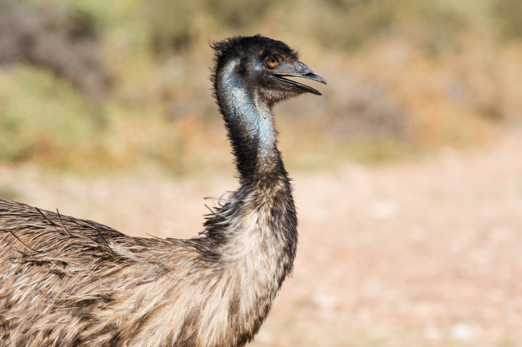 Emu in der Natur