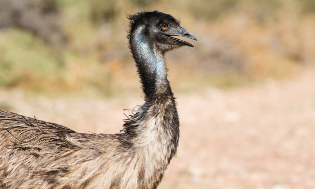 Emu Öl gegen Anti-Falten