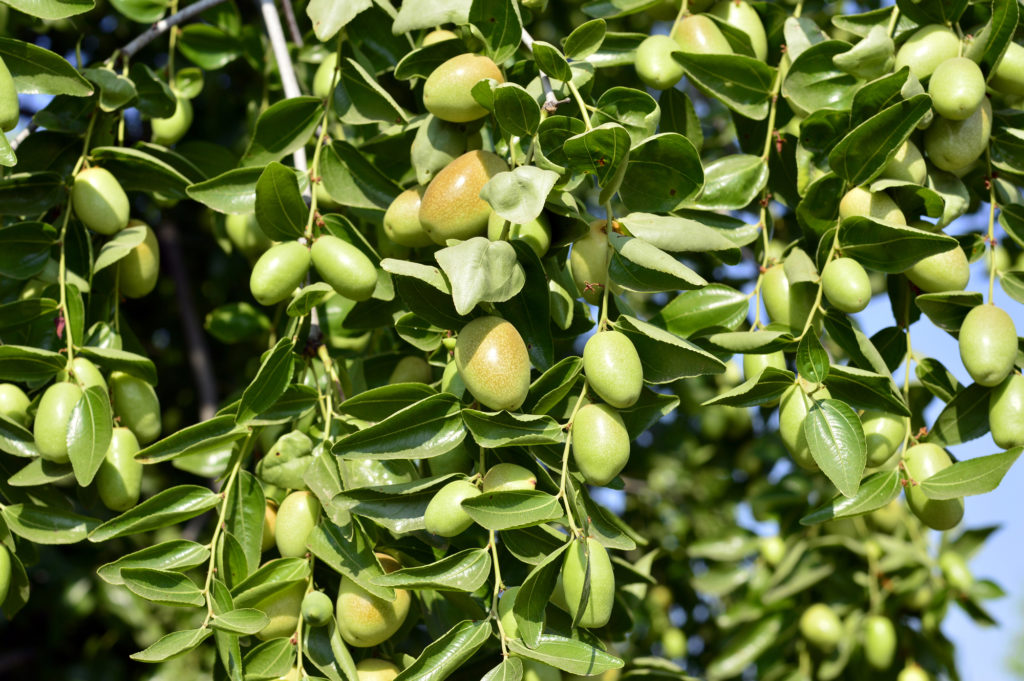 Jojoba grüne Pflanze mit Früchten
