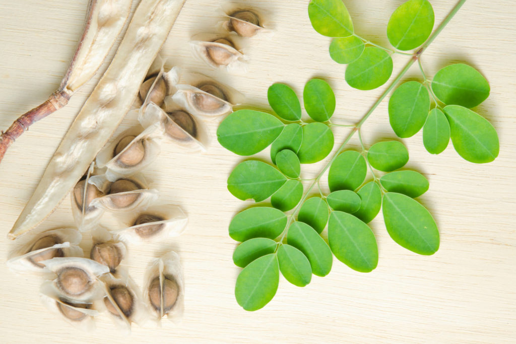 Moringa Samen