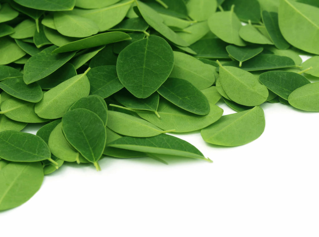 Moringa Blätter