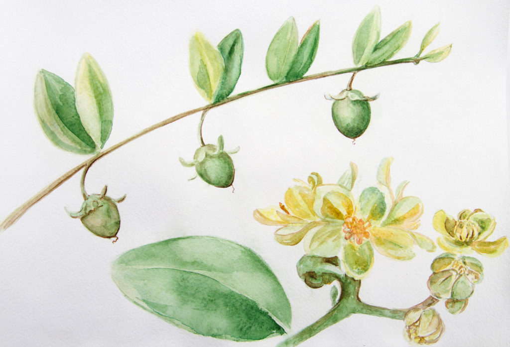 jojoba-öl