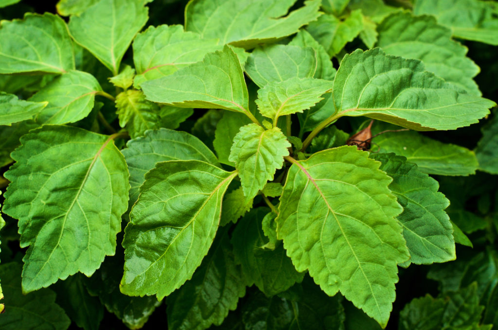 Patchouli Pflanze - Öl