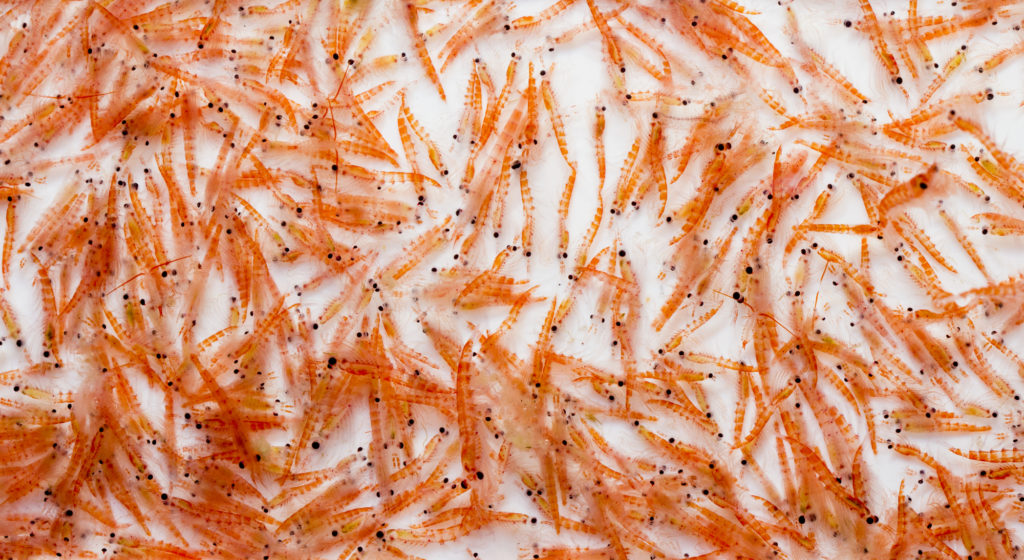 Krill Öl